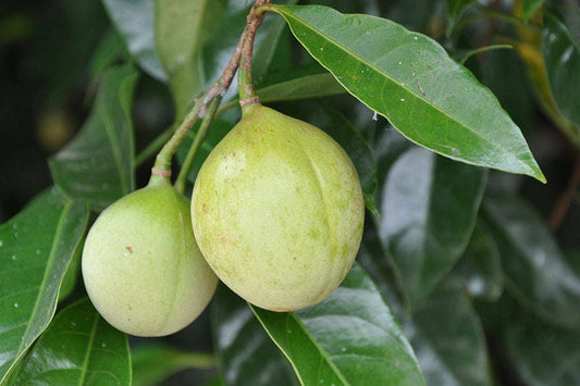 Nutmeg Tree Seeds – Myristica fragrans Non-GMO Tropical Spice Tree