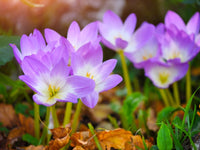 Light Pink Crocus Flower seeds for Planting - Premium Quality, Heirloom & GMO Free Seeds for Home Garden