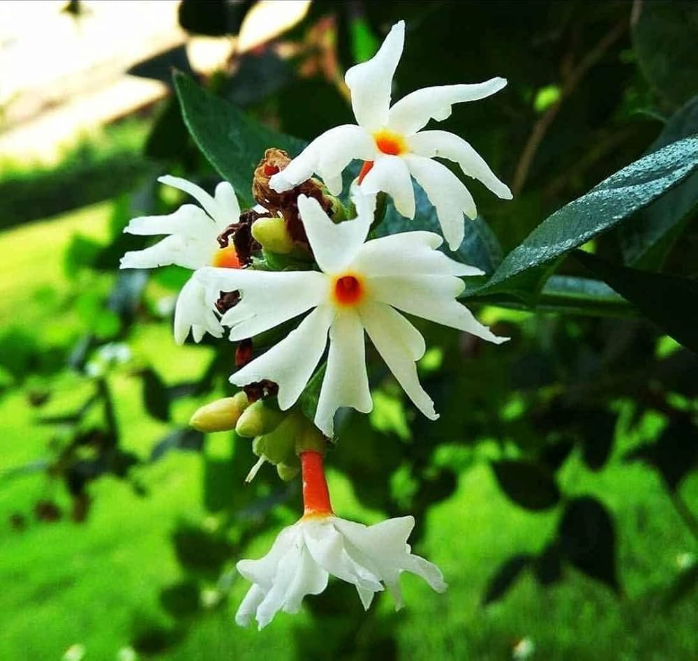 Nyctanthes arbor-tristis flower seeds suitable for raised beds and containers.