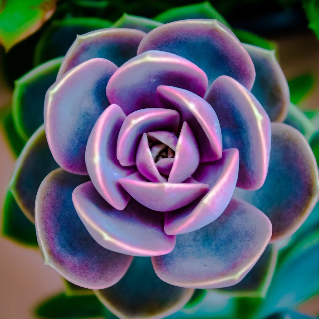 Pink Green Succulent Flower Seeds for Garden Shade Tolerant Heirloom & GMO Free Seeds for Home Garden
 
 Sale