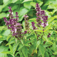 African Blue Basil seeds for growing aromatic herbs in patio and garden spaces.