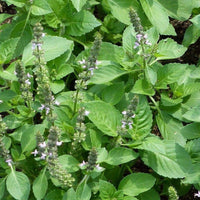 Ocimum tenuiflorum herb seeds suitable for raised beds, patios, and containers.