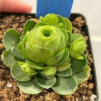 Greenovia Flower seeds for Planting Vibrant Colors Heirloom & GMO Free Seeds for Home Garden 
 
 Sale