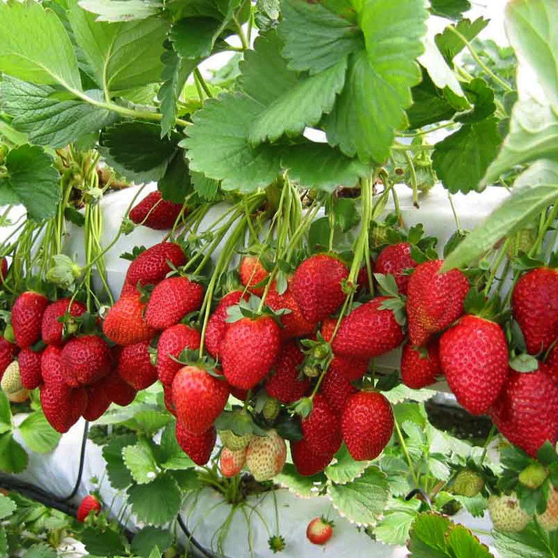 Ogallala Strawberry plants growing in a raised garden bed.
