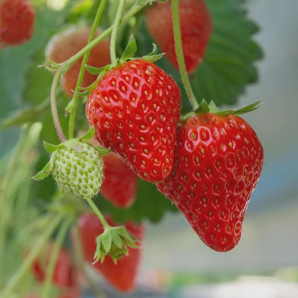 Ogallala Strawberry seeds for planting in home gardens and containers.