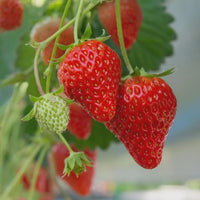 Ogallala Strawberry seeds for planting in home gardens and containers.