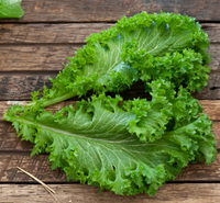 Old Fashioned Mustard Green seeds for home garden planting