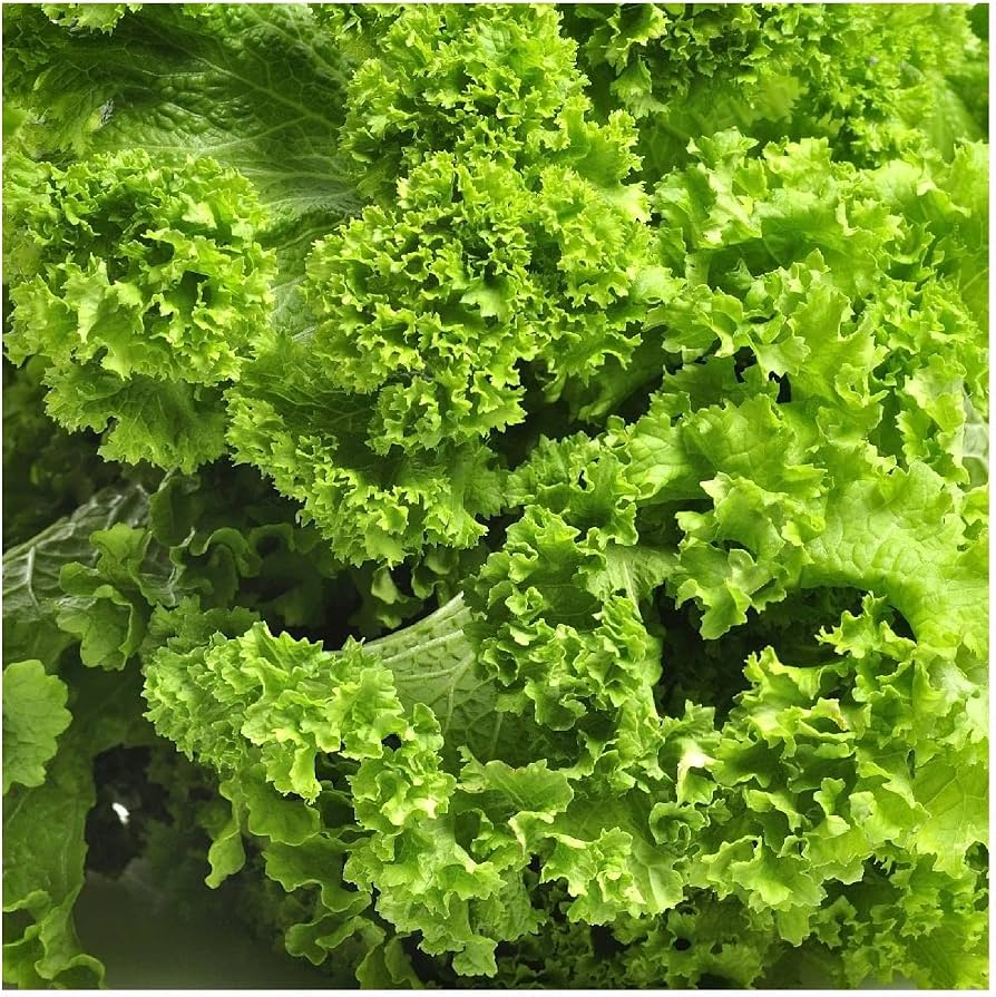 Old Fashioned Mustard Green Seeds for Home Garden