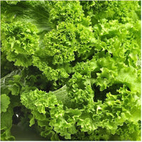 Old Fashioned Mustard Green Seeds for Home Garden