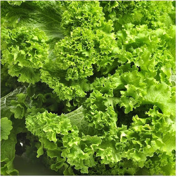 Old Fashioned Mustard Green Seeds for Home Garden