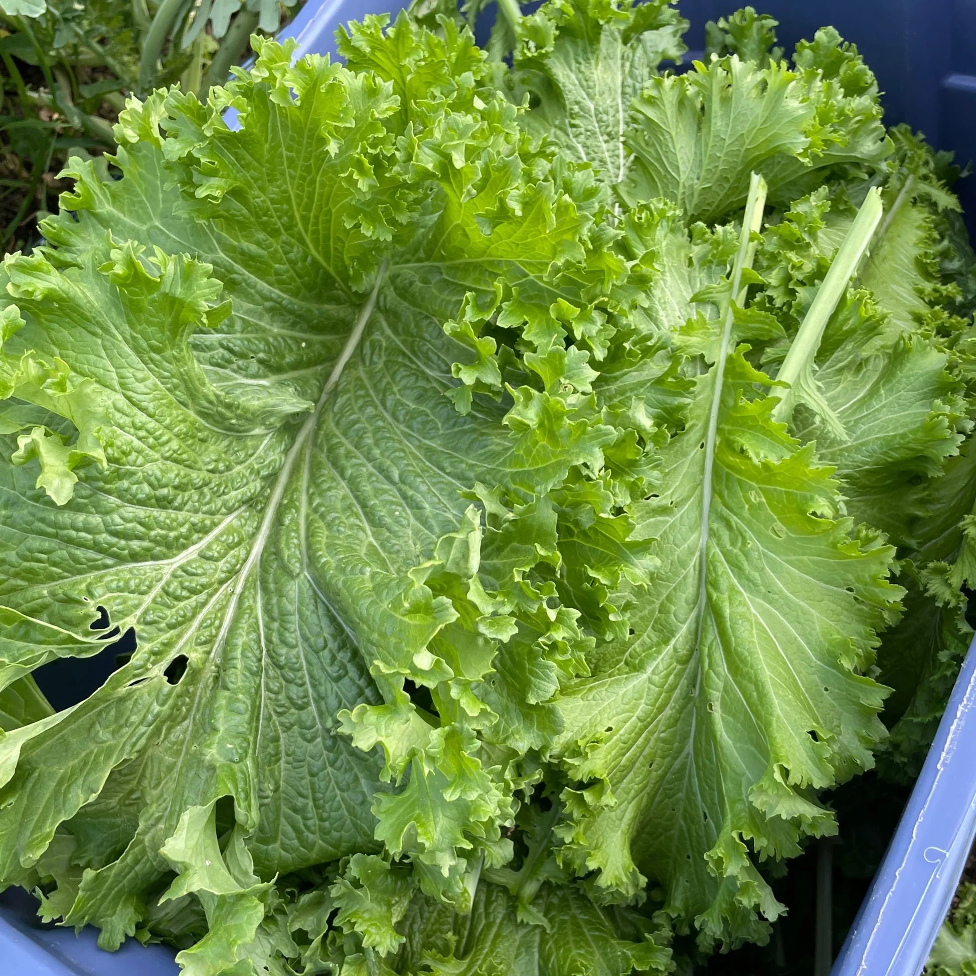 Old Fashioned mustard greens growing with lush green leaves