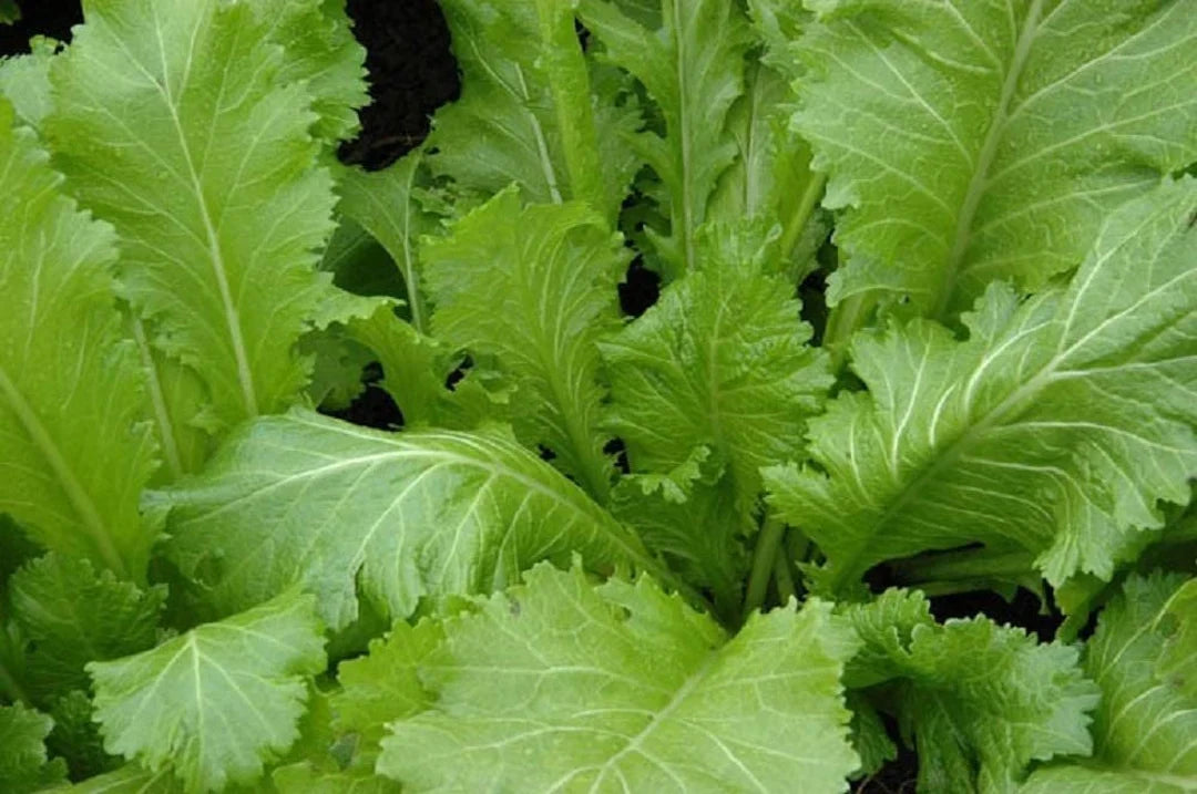 Old Fashioned Mustard Green Plant with Fresh Green Leaves