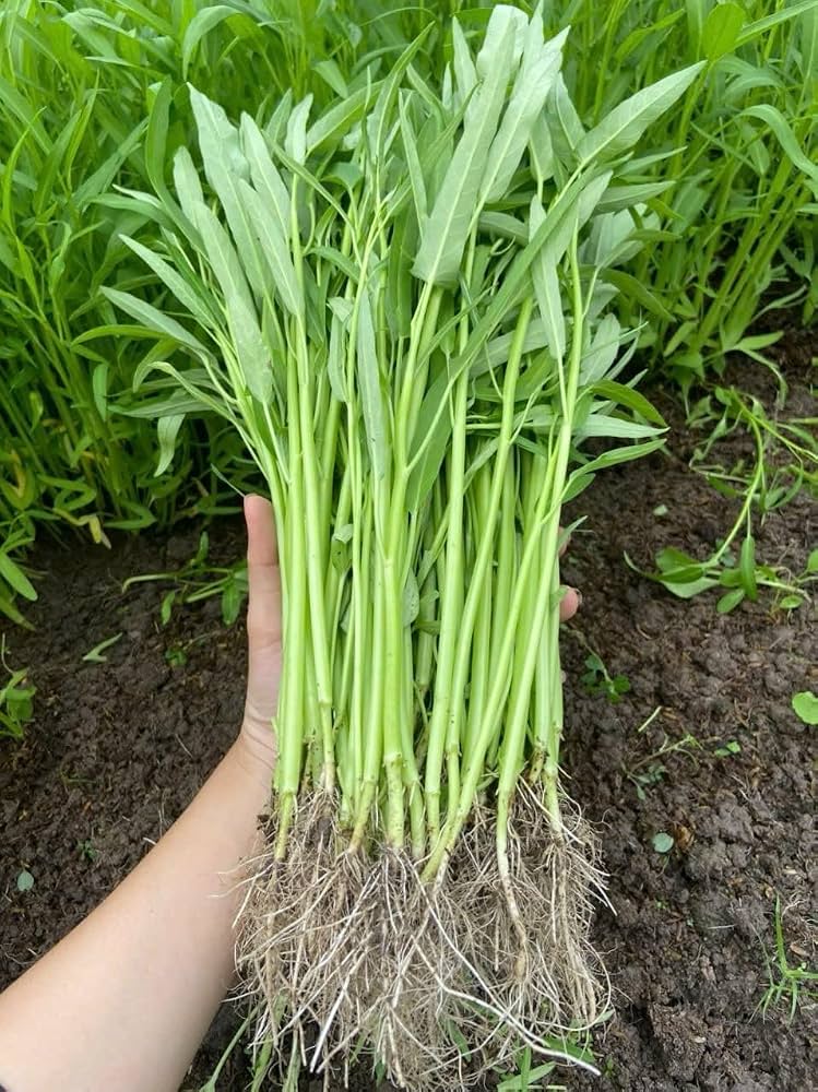 Water Spinach plants growing in a sunny garden bed