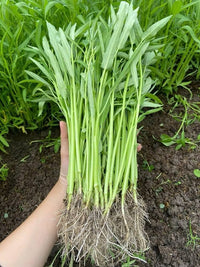 Water Spinach plants growing in a sunny garden bed