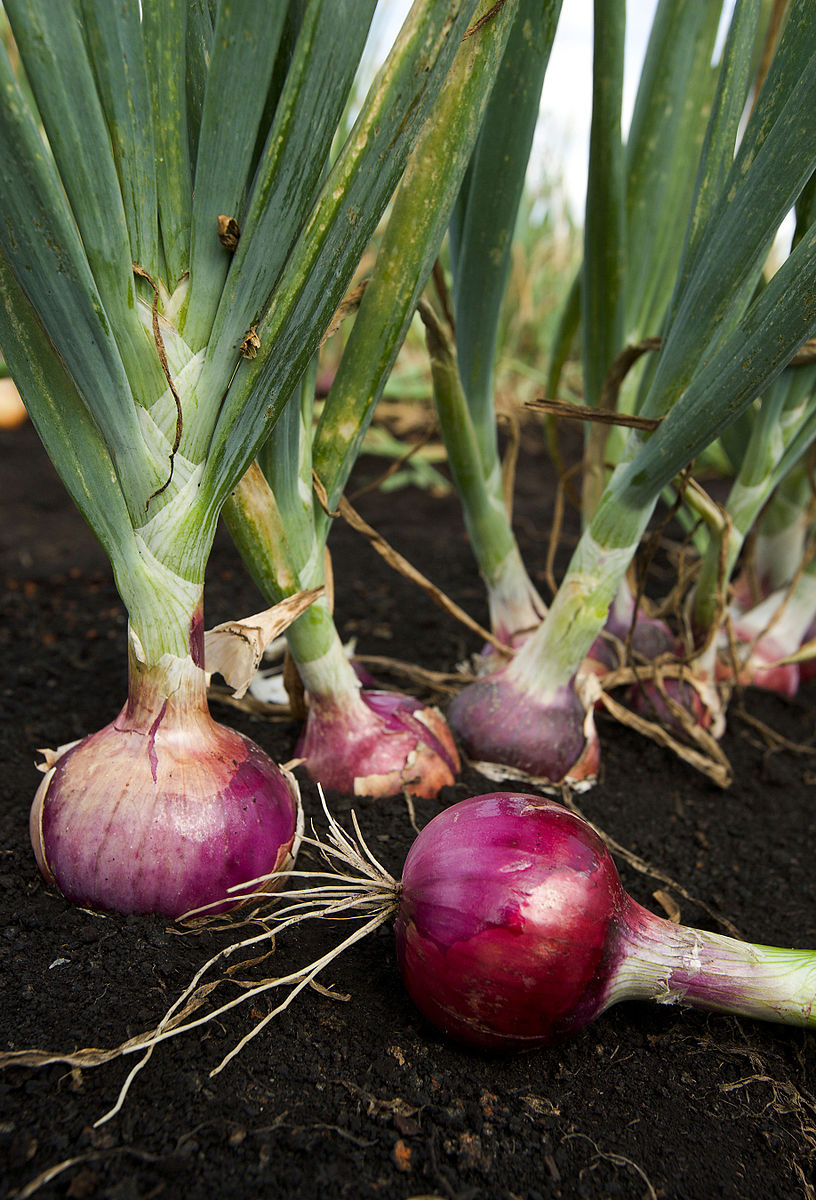 Freshly harvested Red Shallot Onion bulbs from a home garden
