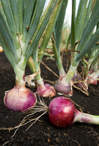 Freshly harvested Red Shallot Onion bulbs from a home garden
