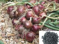 Onion seeds for planting non GMO high yield variety