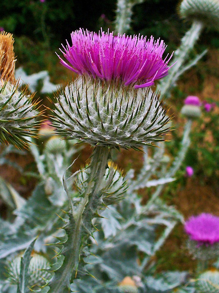 Onopordum Seeds for planting and easy gardening