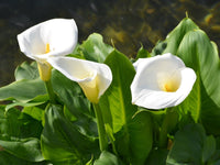 White Calla Lily Seeds for Planting