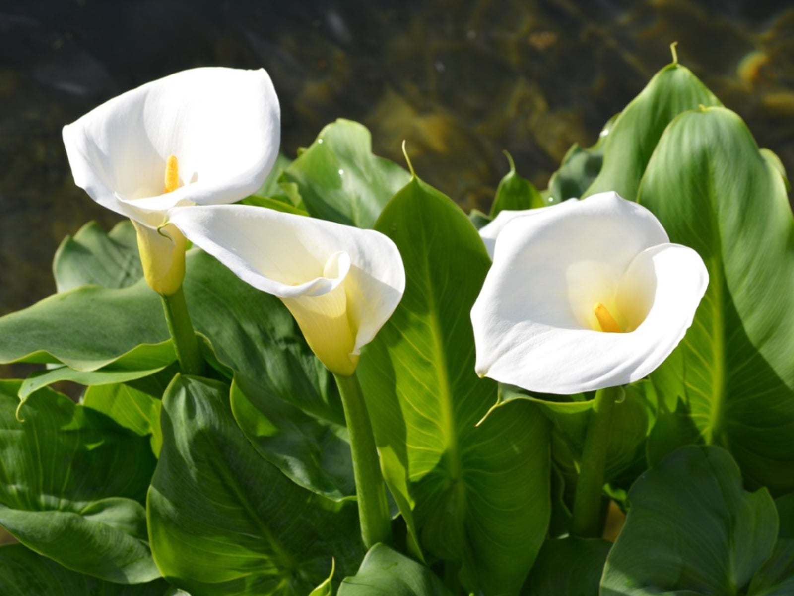 White Rich Aroma Flower seeds for Planting - Colorful Display, Heirloom & GMO Free Seeds for Home Garden
