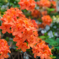 Orange Azalea evergreen shrub in a landscaped garden