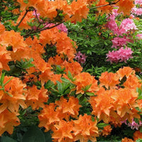 Orange Azalea Japanese evergreen shrub with ornamental flowers