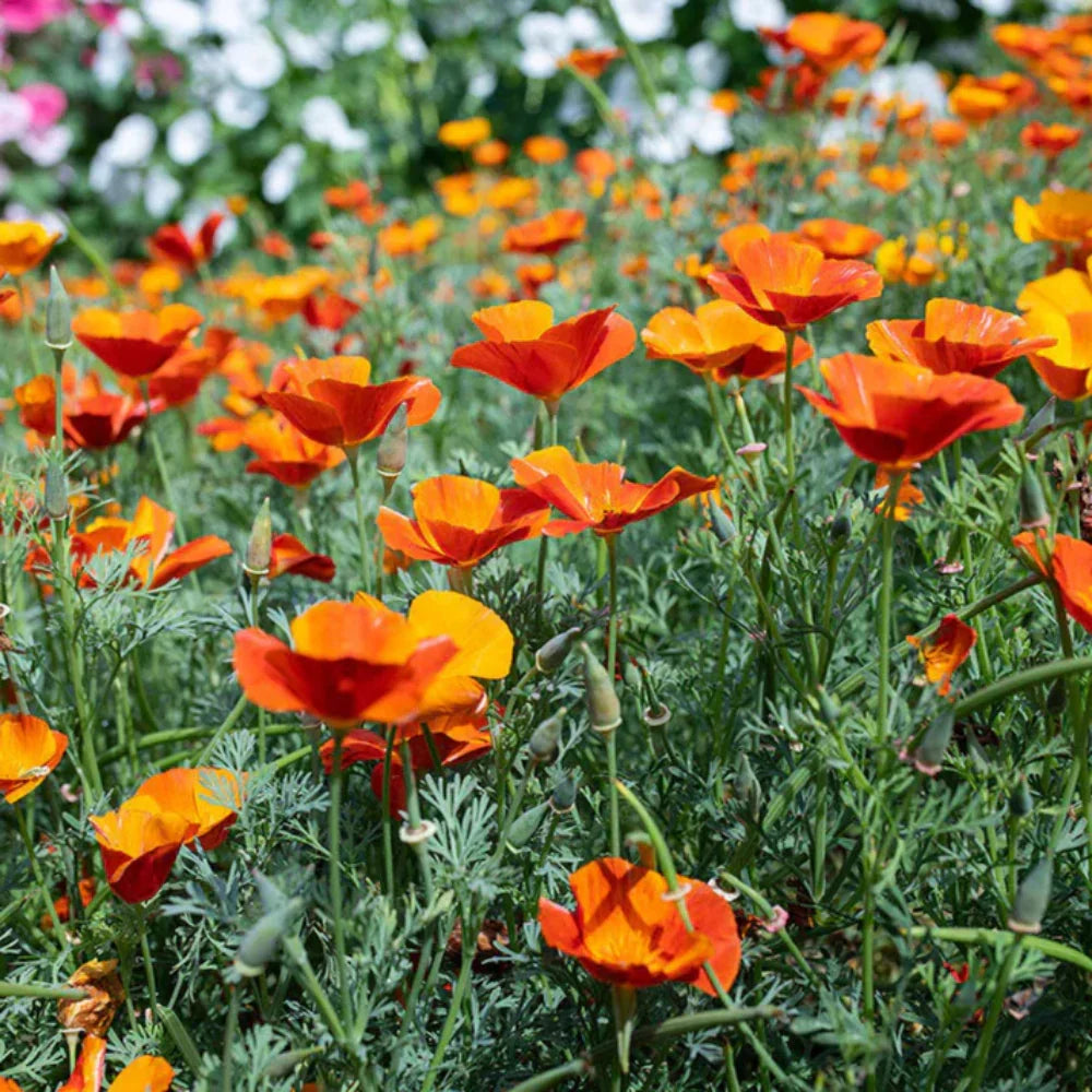 Low-growing Orange Creeping Thyme with aromatic foliage along a sunny garden border