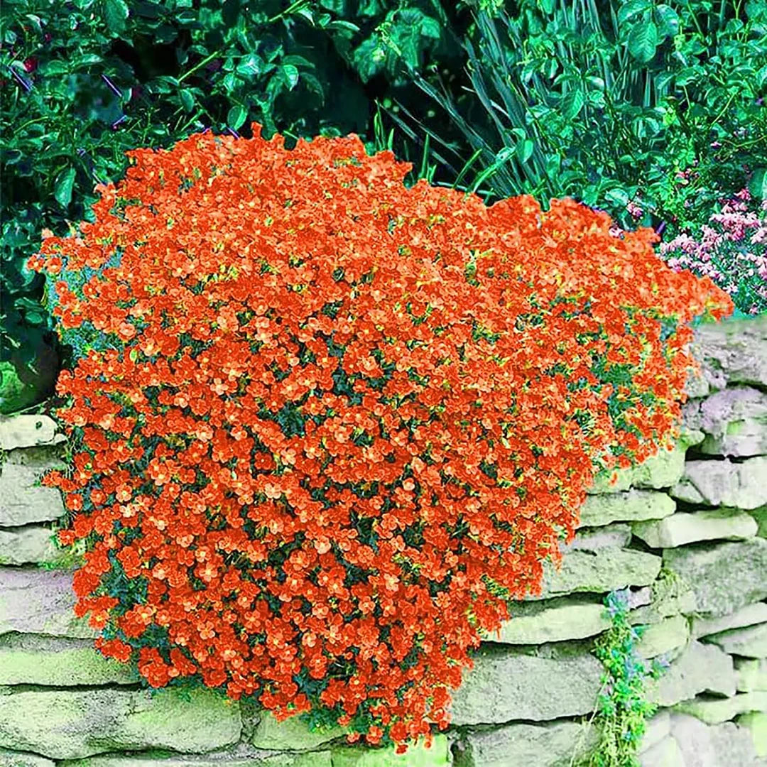 Orange Creeping Thyme growing as a low-maintenance ground cover in a sunny garden.