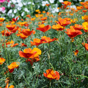 Orange Creeping Thyme seeds for planting in rock gardens and garden borders.