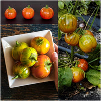 Step-by-Step Guide for Planting Orange Eggplant Sweet Fruit Seeds in Your Garden