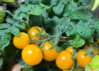 Orange Hat Micro Dwarf Tomato Plant Growing in Container