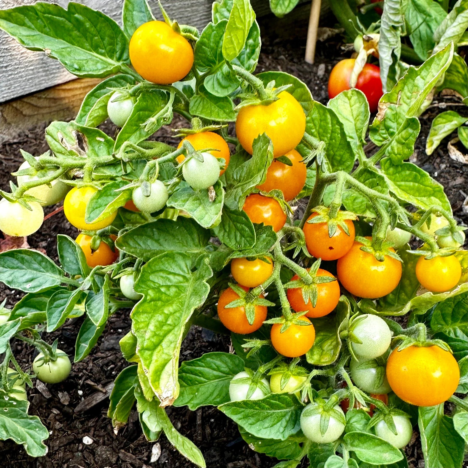 Orange Hat Micro Dwarf Tomato Seeds for Planting