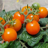 Fresh Orange Hat Micro Dwarf Tomatoes