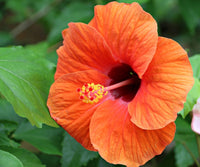 Orange Hibiscus Hibiscus rosa-sinensis Seeds for Planting for Flower Bed