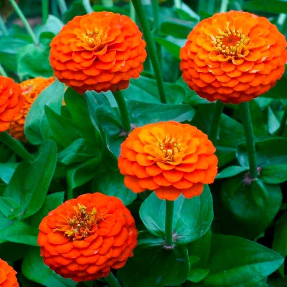 Orange King Zinnia heirloom flower seeds for home garden planting