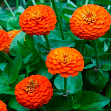 Orange King Zinnia heirloom flower seeds for home garden planting