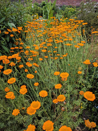 Orange Marguerite Flower seeds for Planting - Fragrant Blossoms, Heirloom & GMO Free Seeds for Home Garden