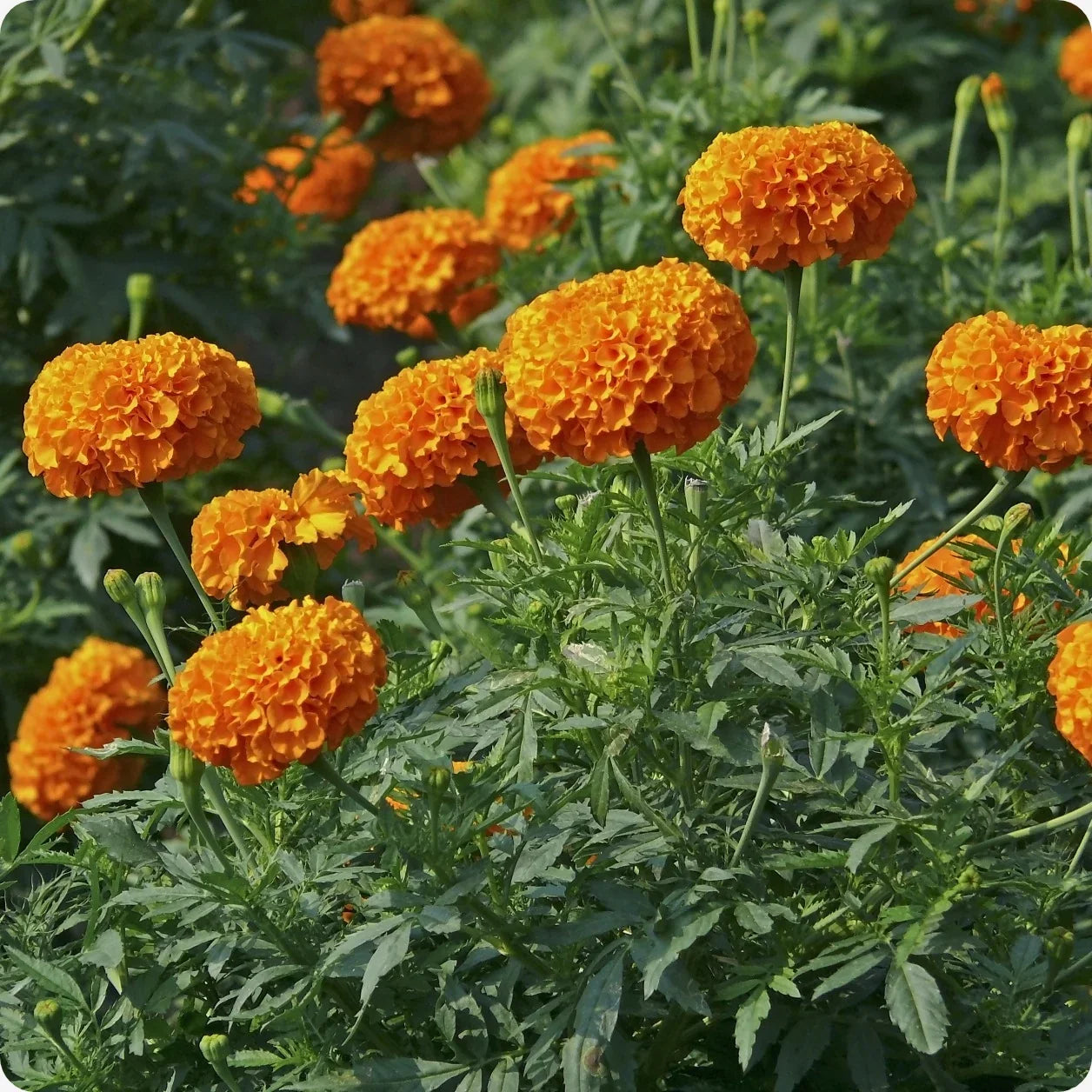Large Orange African Marigold Blooms