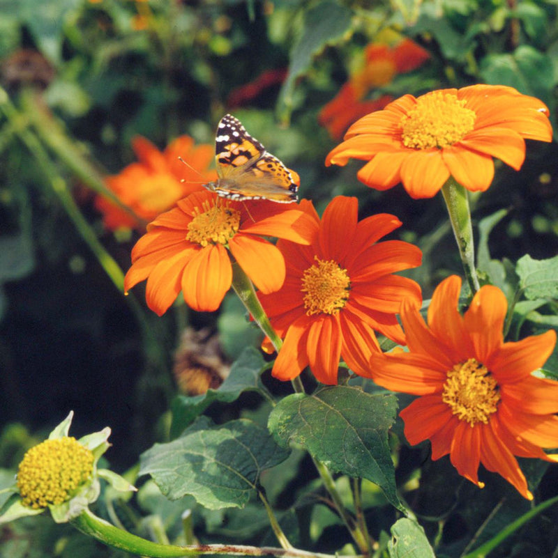 Orange Mexican Sunflower flower seeds for planting in home gardens and flower beds.