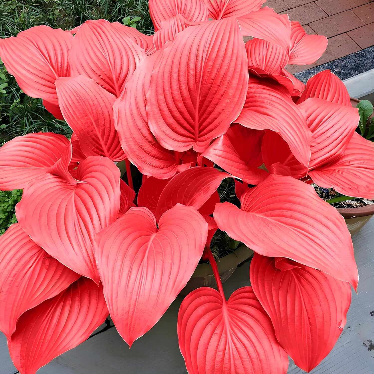 Orange and Pink Hosta ornamental seeds suitable for woodland gardens and containers.