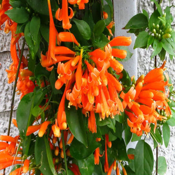 Orange Pyrostegia Venusta flowering vine with vibrant orange trumpet blooms growing on a garden trellis.