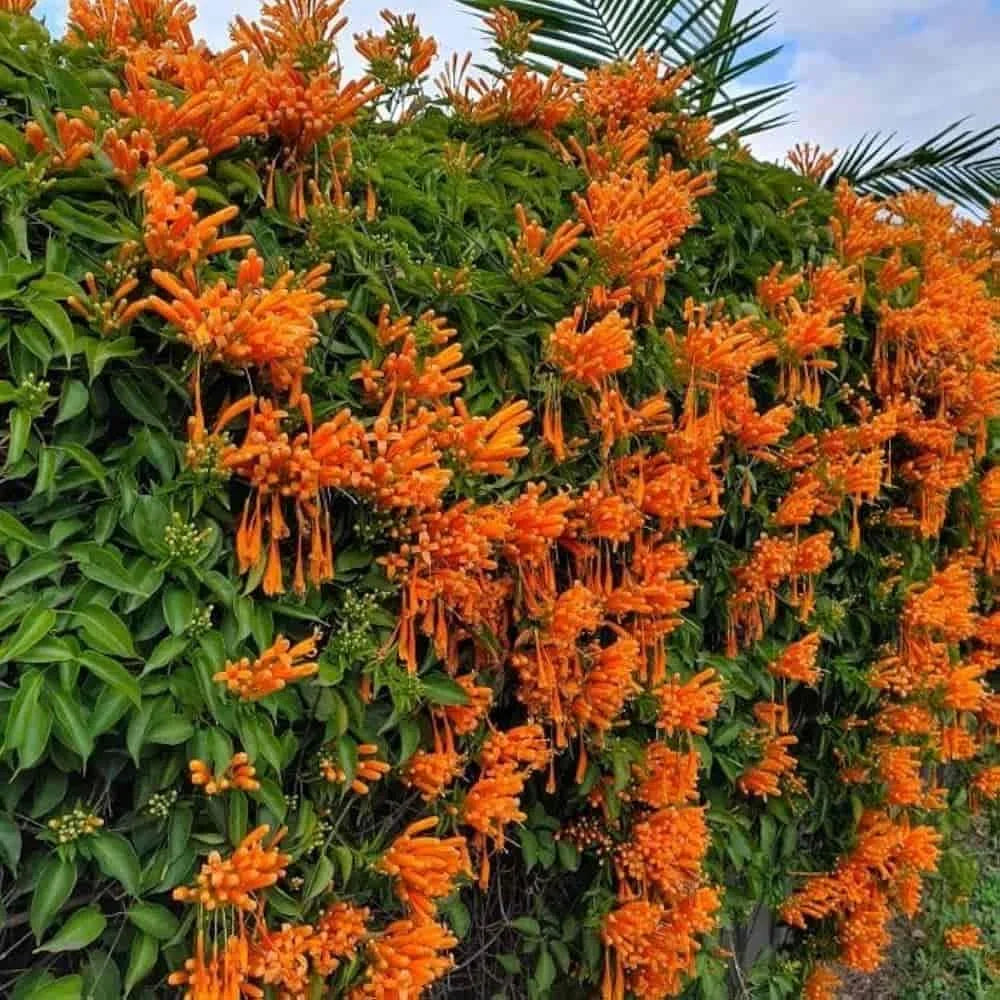 Orange Pyrostegia Venusta climbing plant featuring colorful blossoms in an outdoor landscape.