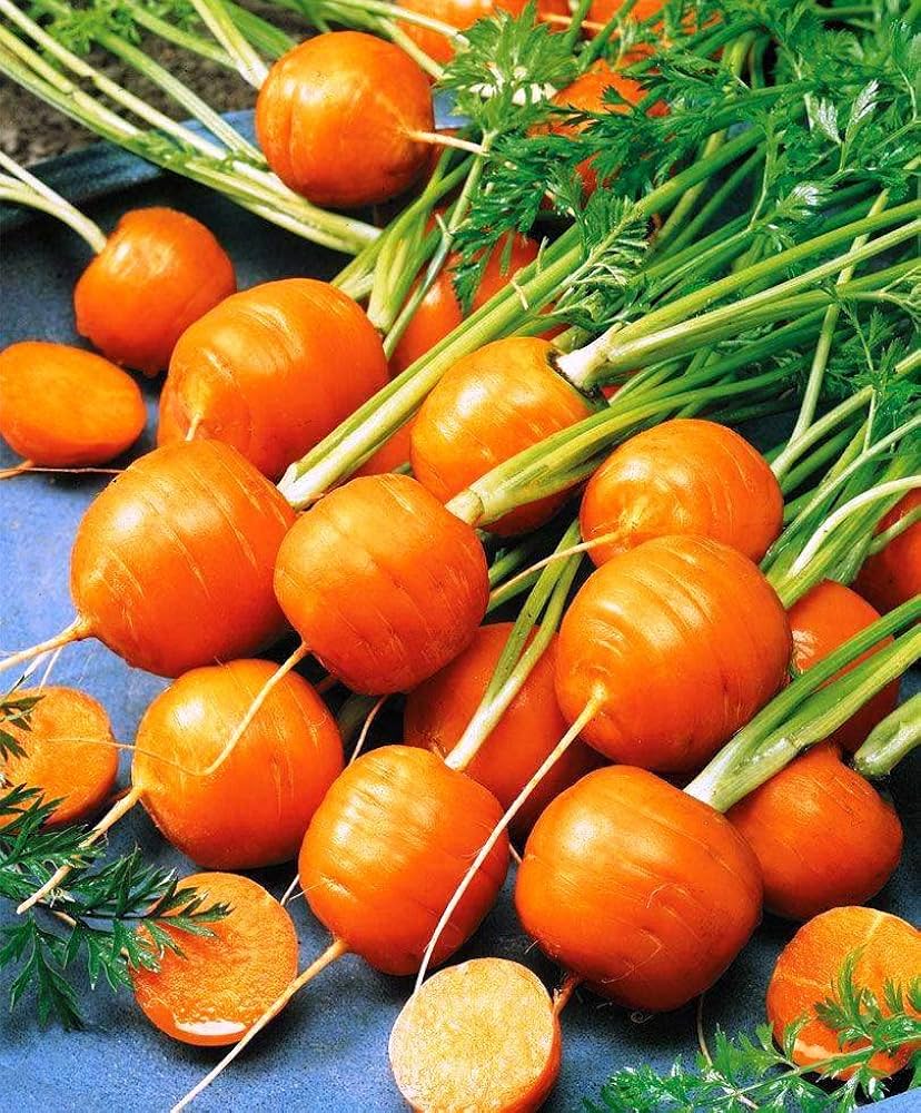 Orange radish seeds for planting