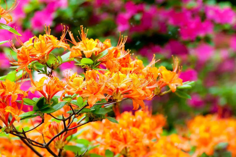 MultiColour Rhododendron Flower Seeds for Planting Drought Tolerant Heirloom & GMO Free Seeds for Home Garden
 
 Sale