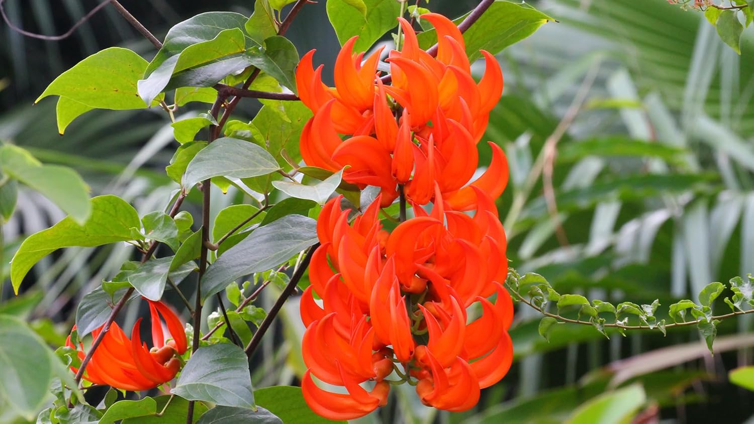 Orange Strongylodon Macrobotrys Flower Seeds for Planting
