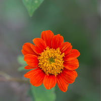 Orange Tithonia flower seeds for planting in home gardens and flower beds.