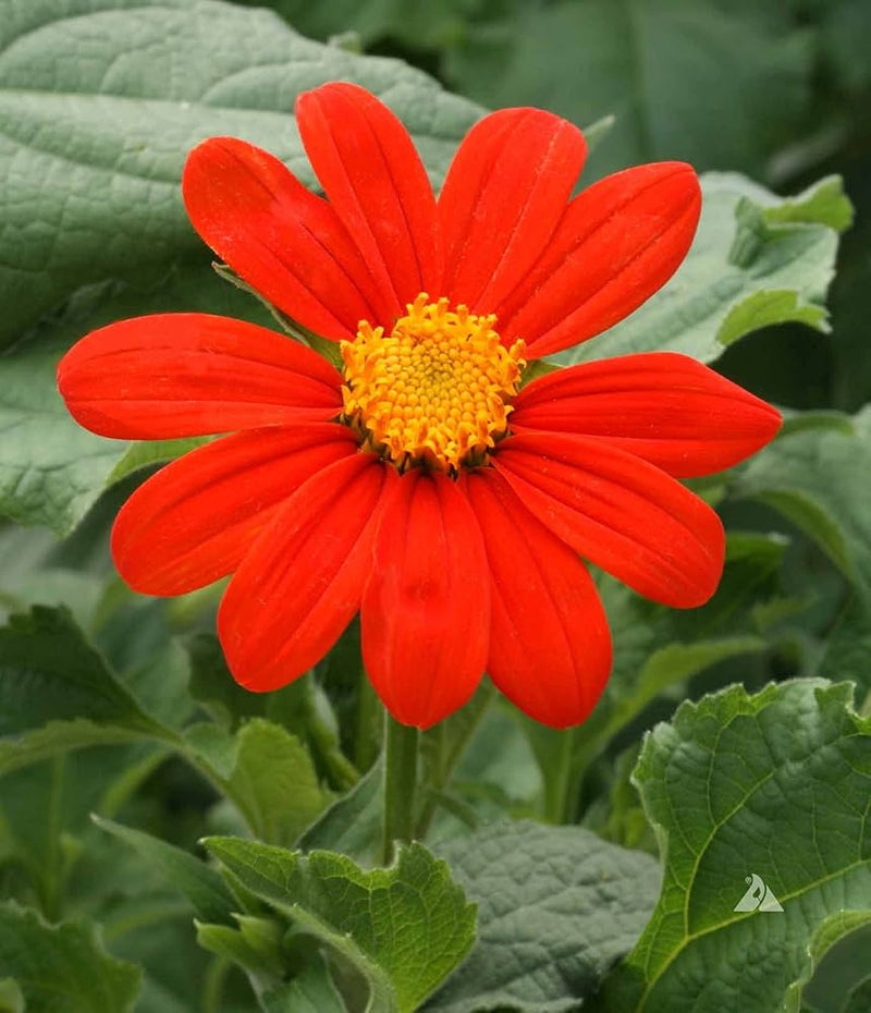 Orange Tithonia seeds for ornamental gardens, patios, and containers.