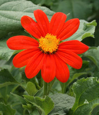 Orange Tithonia seeds for ornamental gardens, patios, and containers.