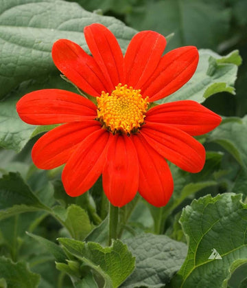 Orange Tithonia seeds for ornamental gardens, patios, and containers.