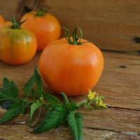 Orange Tomato seeds for home garden planting, high yield
